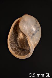 To ANSP Malacology Collection in GBIF (catalog no. 280017)