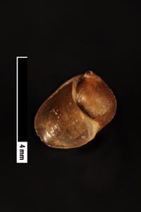 To ANSP Malacology Collection in GBIF (catalog no. 140235)