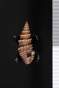 To ANSP Malacology Collection in GBIF (catalog no. 155375)