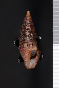 To ANSP Malacology Collection in GBIF (catalog no. 155522)