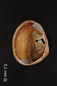 To ANSP Malacology Collection in GBIF (catalog no. 88143)