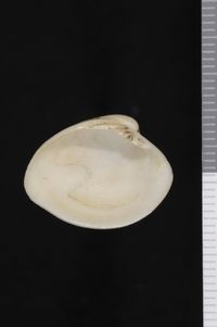 To ANSP Malacology Collection in GBIF (catalog no. 155592)