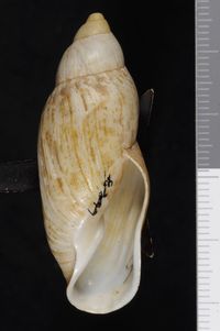 To ANSP Malacology Collection in GBIF (catalog no. 8397)