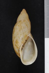 To ANSP Malacology Collection in GBIF (catalog no. 8404)
