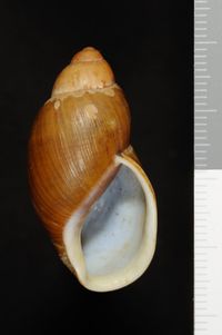 To ANSP Malacology Collection in GBIF (catalog no. 8364)