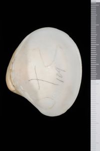 To ANSP Malacology Collection in GBIF (catalog no. 218901)