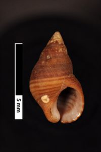 To ANSP Malacology Collection in GBIF (catalog no. 18282)