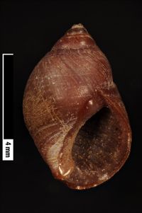 To ANSP Malacology Collection in GBIF (catalog no. 18261)