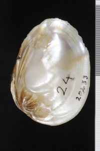 To ANSP Malacology Collection in GBIF (catalog no. 20233)