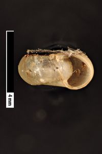 To ANSP Malacology Collection in GBIF (catalog no. 121443)