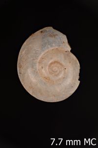 To ANSP Malacology Collection in GBIF (catalog no. 144595)