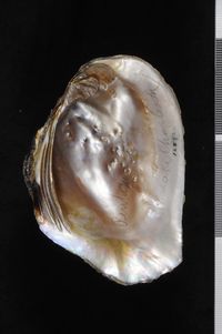 To ANSP Malacology Collection in GBIF (catalog no. 128928)