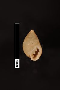 To ANSP Malacology Collection in GBIF (catalog no. 22543)
