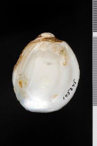 To ANSP Malacology Collection in GBIF (catalog no. 145245)