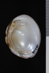 To ANSP Malacology Collection in GBIF (catalog no. 41421)