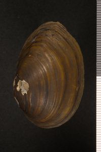 To ANSP Malacology Collection in GBIF (catalog no. 127349)