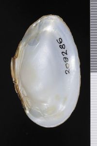 To ANSP Malacology Collection in GBIF (catalog no. 209286)