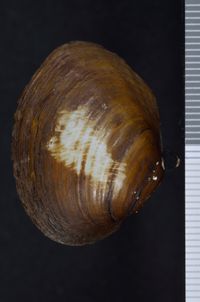 To ANSP Malacology Collection in GBIF (catalog no. 41433)