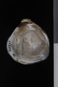 To ANSP Malacology Collection in GBIF (catalog no. 173339)