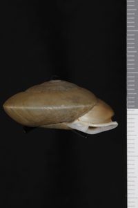 To ANSP Malacology Collection in GBIF (catalog no. 45551)