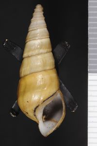 To ANSP Malacology Collection in GBIF (catalog no. 27058)