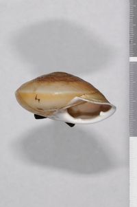 To ANSP Malacology Collection in GBIF (catalog no. 745)