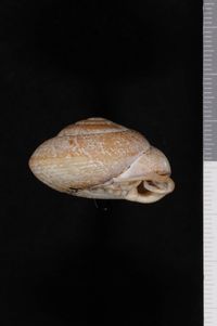 To ANSP Malacology Collection in GBIF (catalog no. 83168)