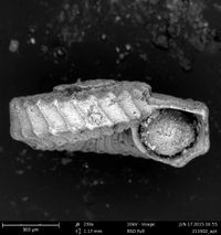 To ANSP Malacology Collection in GBIF (catalog no. 211902)