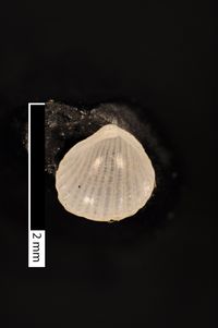 To ANSP Malacology Collection in GBIF (catalog no. 211907)