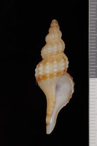 To ANSP Malacology Collection in GBIF (catalog no. 70941)