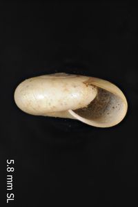 To ANSP Malacology Collection in GBIF (catalog no. 112421)