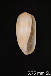 To ANSP Malacology Collection in GBIF (catalog no. 477016)