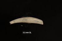 To ANSP Malacology Collection in GBIF (catalog no. 71070)