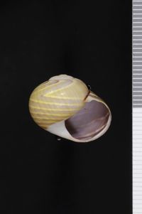 To ANSP Malacology Collection in GBIF (catalog no. 188728)