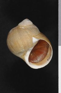 To ANSP Malacology Collection in GBIF (catalog no. 97973)