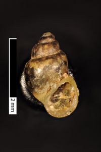 To ANSP Malacology Collection in GBIF (catalog no. 27852)