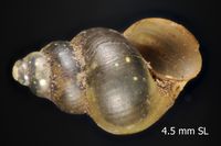 To ANSP Malacology Collection in GBIF (catalog no. 168402)