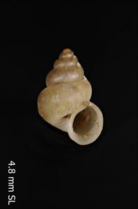 To ANSP Malacology Collection in GBIF (catalog no. 275099)