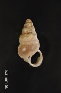 To ANSP Malacology Collection in GBIF (catalog no. 27826)