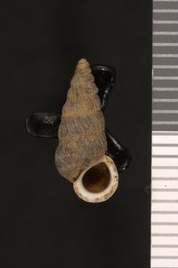 To ANSP Malacology Collection in GBIF (catalog no. 146553)