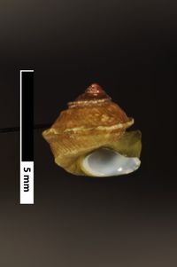 To ANSP Malacology Collection in GBIF (catalog no. 69689)