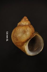 To ANSP Malacology Collection in GBIF (catalog no. 103048)