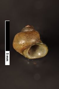 To ANSP Malacology Collection in GBIF (catalog no. 109527)