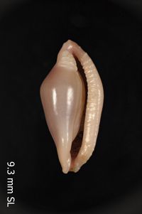 To ANSP Malacology Collection in GBIF (catalog no. 244835)