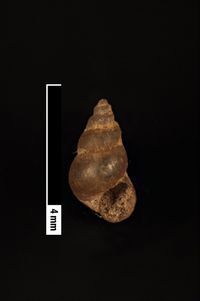 To ANSP Malacology Collection in GBIF (catalog no. 68907)