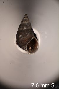 To ANSP Malacology Collection in GBIF (catalog no. 62838)