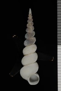 To ANSP Malacology Collection in GBIF (catalog no. 47856)