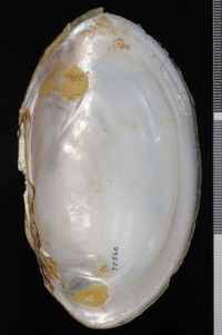 To ANSP Malacology Collection in GBIF (catalog no. 77560)