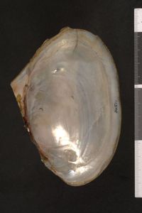 To ANSP Malacology Collection in GBIF (catalog no. 56511)