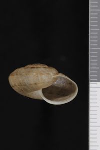 To ANSP Malacology Collection in GBIF (catalog no. 180355)